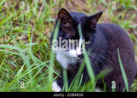 Schwarz und weiß junge schöne Katze Sitze im grünen Gras im Freien Stockfoto
