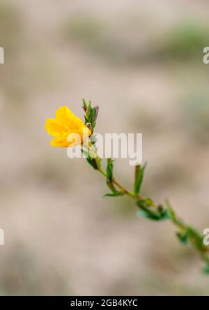 Fumana ericoides, Silllerilla, gelbe Blumen, mediterrane, Commom mediterrane Blumen Stockfoto