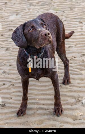 labrador springer Spaniel Cross sringerdor labradinger Hund niedlich Blick auf Besitzer spielen am Strand Stockfoto