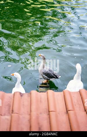 Enten stehen auf Barschen im Teich. Draufsicht Stockfoto