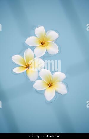 Sommer-, Relax- und Spa-Konzept . Minimaler Naturhintergrund. frangipani blüht im blauen Wasser im Pool. Stockfoto