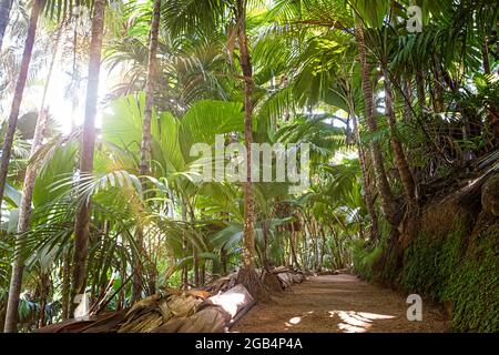 Fußweg im tropischen Regenwald. Der Vallee De Mai Palmenwald ( May Valley) Nationalstolz der Seychellen, Praslin Insel Stockfoto