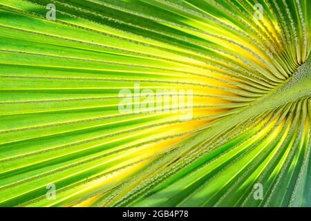 Grün und gelb Palmenblatt Nahaufnahme, Hintergrund Stockfoto