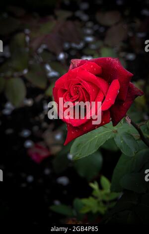 Rosa Claret Rose wächst in einem Garten. Stockfoto