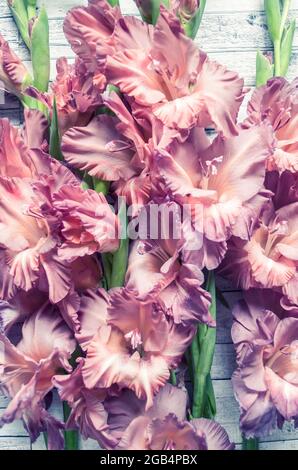 Gladiolus Puderfarbe aschrosa auf einem grauen texturierten Holzhintergrund. Natürliches Foto. Stockfoto