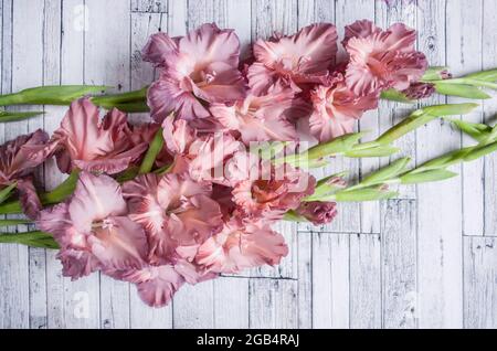 Gladiolus Puderfarbe aschrosa auf einem grauen texturierten Holzhintergrund. Natürliches Foto. Stockfoto