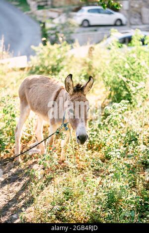 Kleiner Esel an der Leine steht auf einem grünen Rasen vor dem Hintergrund der Straße und Autos Stockfoto