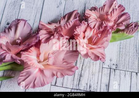 Gladiolus Puderfarbe aschrosa auf einem grauen texturierten Holzhintergrund. Natürliches Foto. Stockfoto