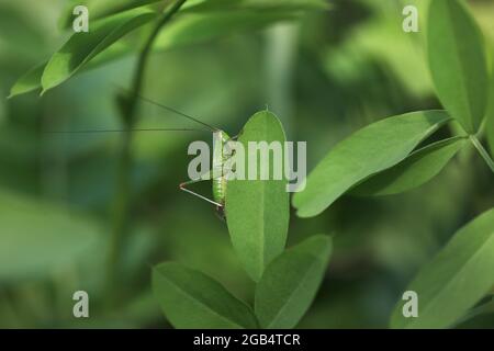 Nahaufnahme eines Conehead Bush- Cricket - lang geflügelt oder kurz geflügelt / Conocephalus dorsalis oder Conocephalus fuscus Stockfoto