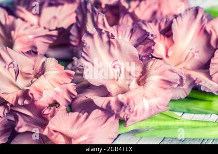 Gladiolus Puderfarbe aschrosa auf einem grauen texturierten Holzhintergrund. Natürliches Foto. Stockfoto