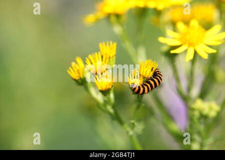 Natürliche Welt - Lebenszyklen einer Schmetterlingsmetamorphose - Orange und schwarz gestreifte Raupe der Zinnober Stockfoto