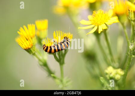 Natürliche Welt - Lebenszyklen einer Schmetterlingsmetamorphose - Orange und schwarz gestreifte Raupe der Zinnober Stockfoto