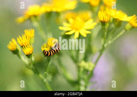 Natürliche Welt - Lebenszyklen einer Schmetterlingsmetamorphose - Orange und schwarz gestreifte Raupe der Zinnober Stockfoto