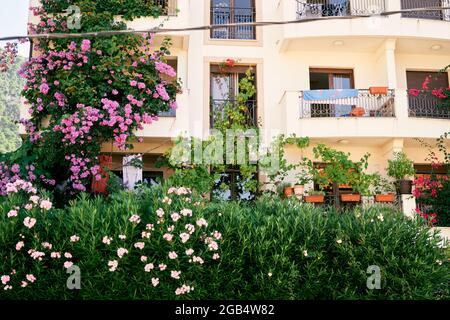 Balkone eines Wohnhauses mit Grünpflanzen in Kisten und einem blühenden Blumenbeet im Vordergrund Stockfoto