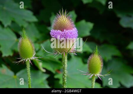 Nahaufnahme von Blüten eines wilden Teelwurms, auch Dipsacus fullonum oder wilde Karde genannt Stockfoto