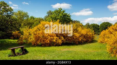 Ginster in Blüte in Burnham Beeches Buckinghamshire England Stockfoto