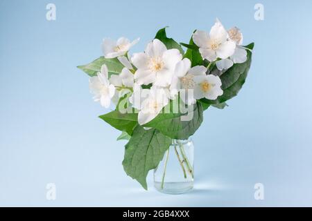 Strauß weißer Jasminblüten. Jasminstrauß in Glasvase auf blauem Hintergrund. Weiße Blüten mit grünem Laubstrauß. Jasminum. Stockfoto