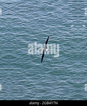 Ein einsamer Schwarzbrauen-Albatross wohnt seit mehreren Wochen in der Nähe der Bempton Cliffs in Yorkshire. Dieser Landstreifer ist normalerweise im Süden beheimatet Stockfoto