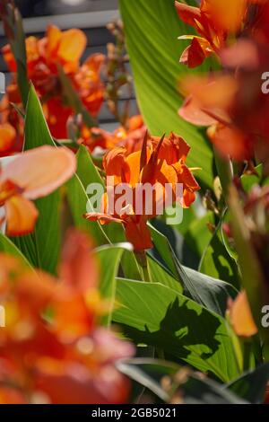 Rote Canna Nahaufnahme im Garten. Sommer dekorativ hell schöne Blumen. Vertikal schöne florale Hintergrund in hellem Sonnenlicht. Eine mehrjährige orn Stockfoto