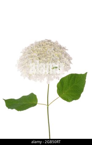 Weiße Blume Hydrangea isoliert auf weißem Hintergrund. Frontalansicht. Stockfoto