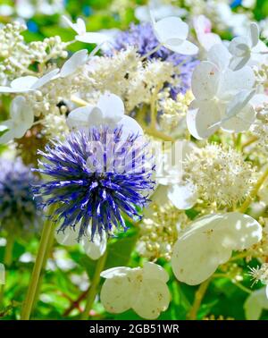 Eine wunderschöne Kombination aus purpurner Globe Distel (Echinops ritro) und weißer Lacecap Hydrangea. Nahaufnahme. Stockfoto