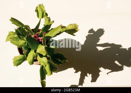 Eine Kakteen-Zimmerpflanze absorbiert Sonnenlicht und wirft ihren Schatten auf eine helle Fensterbank. Stockfoto