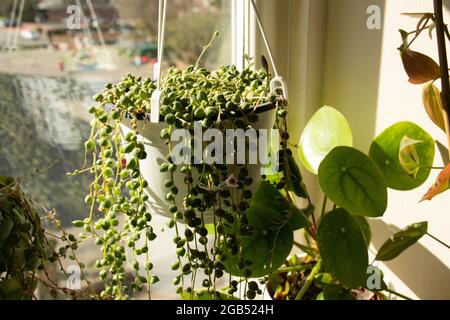 Vor dem Fenster hängt eine Perlenhauspflanze, die das Sonnenlicht mit anderen Pflanzen im Hintergrund, die den Innengarten bilden, einfällt. Stockfoto