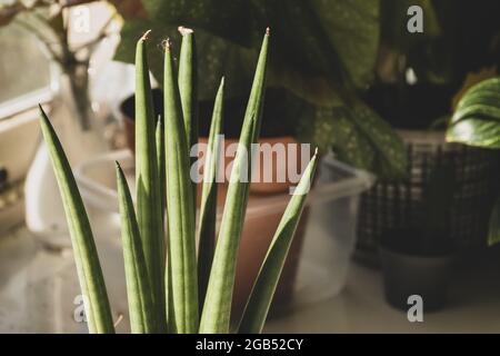 Eine Nahaufnahme einer Sansevieria bacularis Mikado Schlangenpflanze mit vielen Pflanzen im Hintergrund, die einen Innengarten bilden Stockfoto