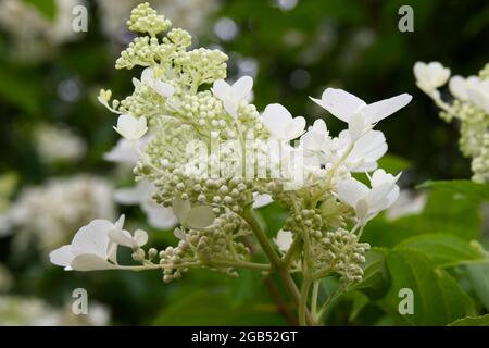 Weiß blühender Hortensia paniculata Strauch in Blüte August Sommer Großbritannien Stockfoto