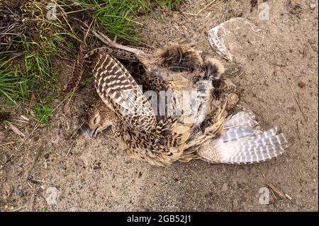 Ein Waldkill-Weibchen (Phasianus colchicus), der in norfolk am Straßenrand liegt Stockfoto