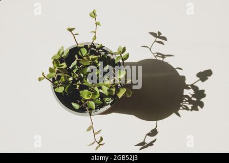 Ein Blick aus einem hohen Winkel auf eine tradescantia-Hauspflanze auf einem schlichten weißen Hintergrund Stockfoto