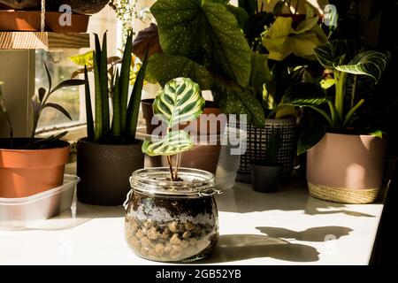 Ein calathea mokoyana in einem Glasgefäß im Vordergrund mit vielen Pflanzen im Hintergrund, die einen Innengarten auf der Fensterbank dieses Hauses bilden. Stockfoto