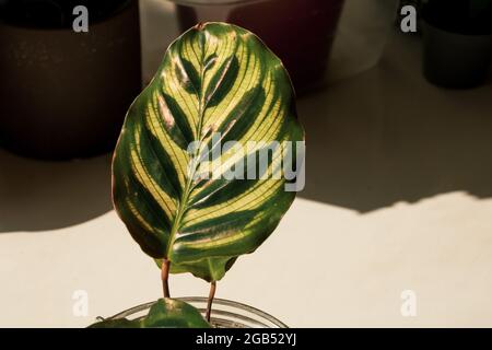 Eine Nahaufnahme des großen Blattes einer Calathea Makoyana (Pfauenpflanze), die aufgrund des halbtransparenten Blattes auch als Domfenster bekannt ist. Stockfoto