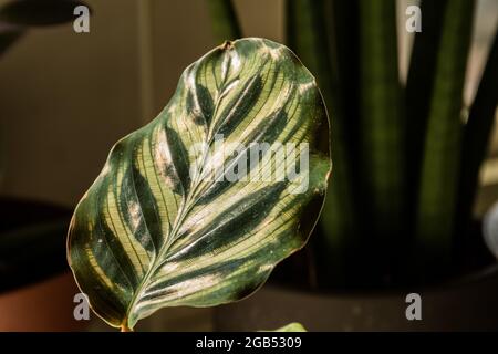 Eine Nahaufnahme des großen Blattes einer Calathea Makoyana (Pfauenpflanze), die aufgrund des halbtransparenten Blattes auch als Domfenster bekannt ist. Stockfoto