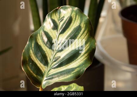 Eine Nahaufnahme des großen Blattes einer Calathea Makoyana (Pfauenpflanze), die aufgrund des halbtransparenten Blattes auch als Domfenster bekannt ist. Stockfoto