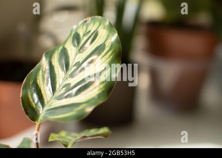 Eine Nahaufnahme des Blattes einer Goeppertia makoyana, auch bekannt als Pfauenpflanze oder Kathedralenfenster, während es sich im Sonnenlicht im Innenbereich sonnt. Stockfoto