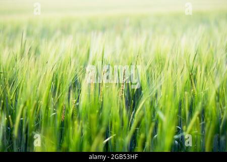 Schaukelnde grüne Wiese an sonnigen Tagen in den Cotswolds Stockfoto