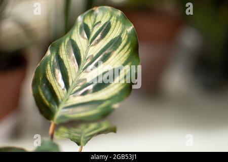 Eine Nahaufnahme des Blattes einer Goeppertia makoyana, auch bekannt als Pfauenpflanze oder Kathedralenfenster, während es sich im Sonnenlicht im Innenbereich sonnt. Stockfoto