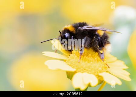 Hummel, Weißschwanzbumblebee, Bombus lucorum, Sammeln von Nektar und Pollen auf Wildblumen, Sommer 2021 Stockfoto