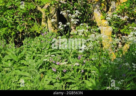 Beinwell- und KuhPetersilie wachsen in einem Feldrand. Stockfoto
