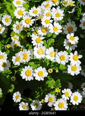 Nahaufnahme der Blüten von Feverfew Tanacetum parthenium. Stockfoto