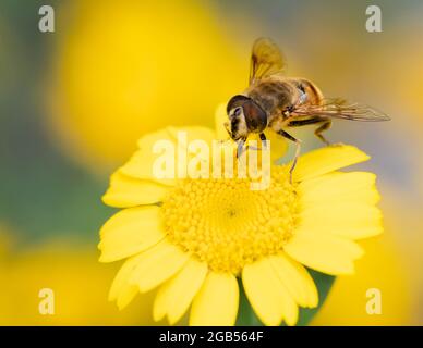 Hoverfly, Hover Fly, thront auf einer gelben Blume in einem britischen Garten, Sommer 2021 Stockfoto