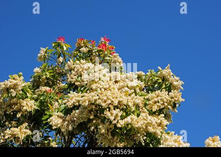 Pieris forrestii „Waldflamme“. Stockfoto