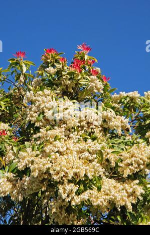 Pieris „Forest Flame“ in voller Blüte. Stockfoto