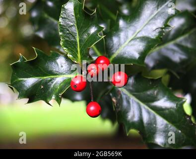 Eine Nahaufnahme von Stechbeeren auf dem Busch Stockfoto