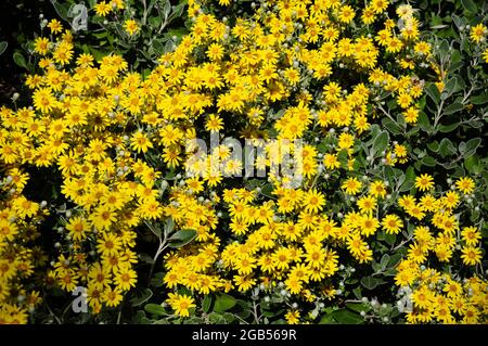 Brachyglottis Sunshine. Senecio. In voller Blüte. Stockfoto