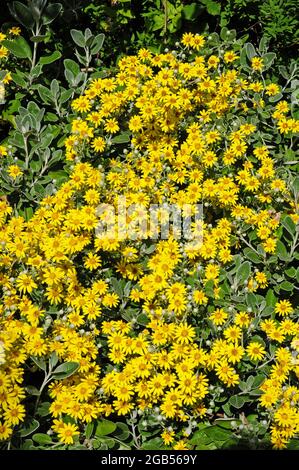 Brachyglottis „Sunshine“ Senecio. In voller Blüte. Stockfoto