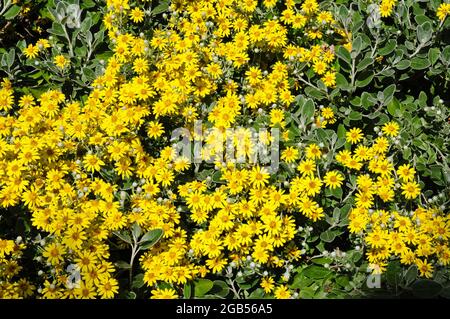 Braachyglottis „Sunshine“ Senecio in voller Blüte. Stockfoto