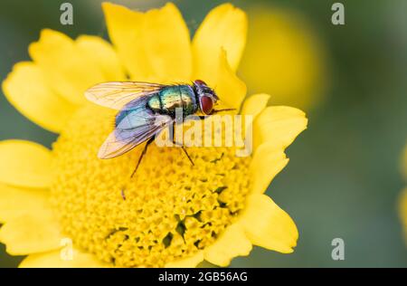 Grüne Flasche, Grüne Flasche Fliegen, auf einer Blume in einem britischen Garten, Sommer 2021, Bedfordshire, Großbritannien Stockfoto