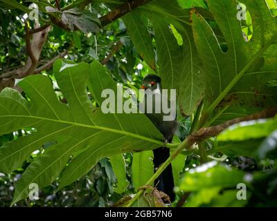 Hartlaub-turaco (Tauraco hartlaubi) ist eine Vogelart aus der Familie der Musophagidae. Sie kommt in Kenia, Tansania und Uganda vor. Stockfoto